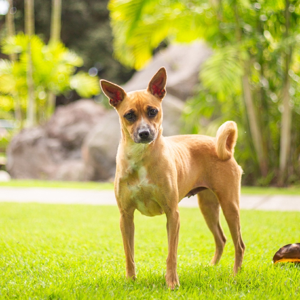 Rosie, an adoptable Mixed Breed in Kailua Kona, HI, 96740 | Photo Image 1