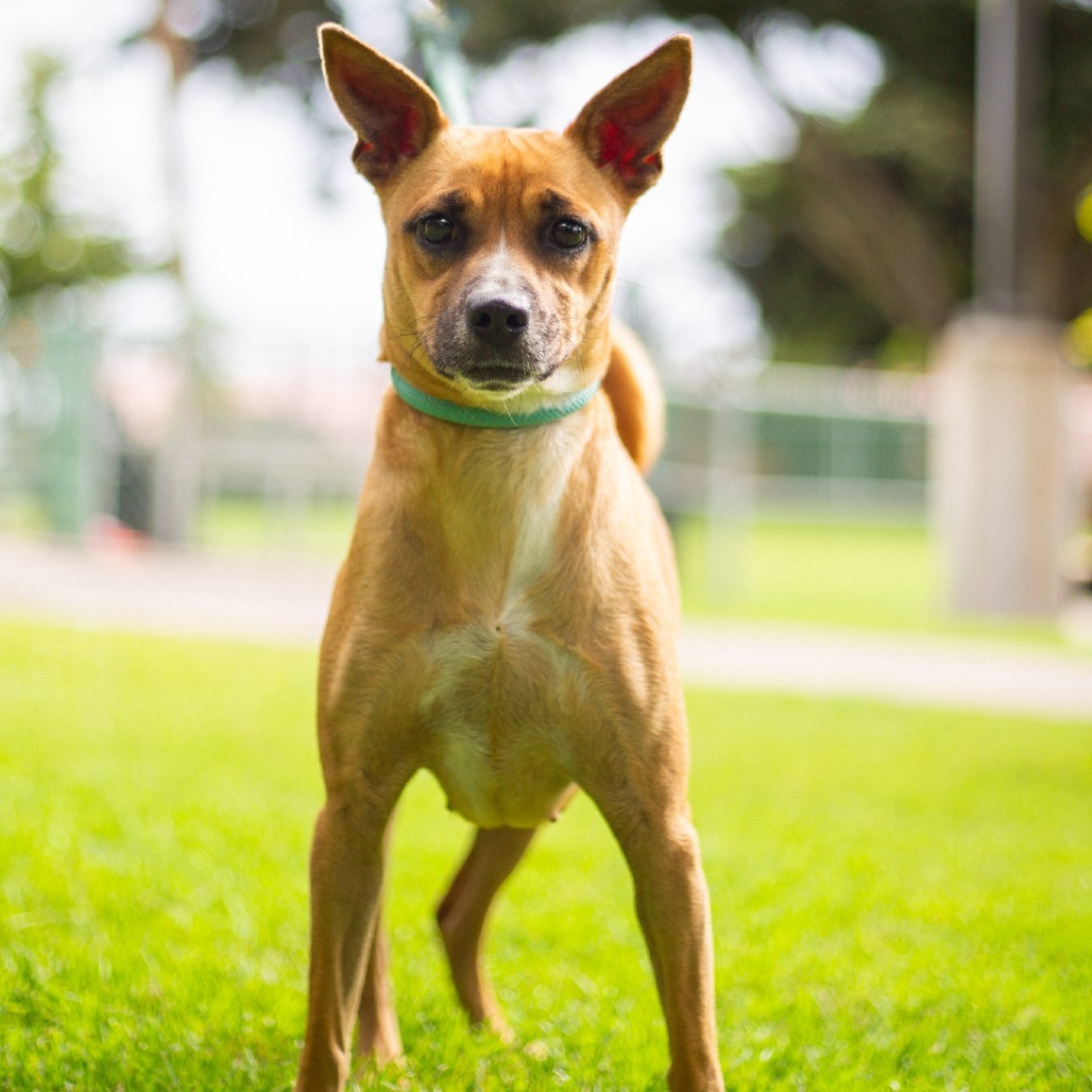 Rosie, an adoptable Mixed Breed in Kailua Kona, HI, 96740 | Photo Image 2