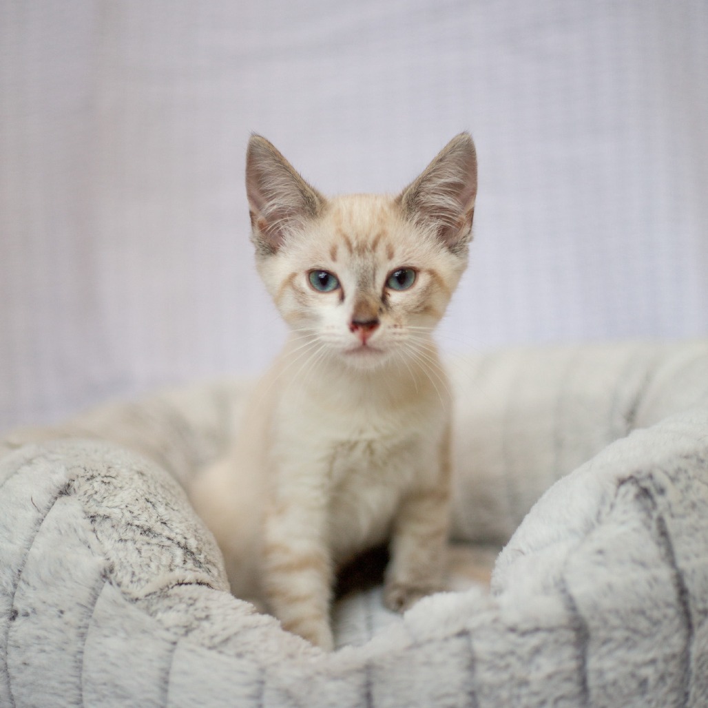 George, an adoptable Domestic Short Hair, Siamese in Kailua Kona, HI, 96740 | Photo Image 1