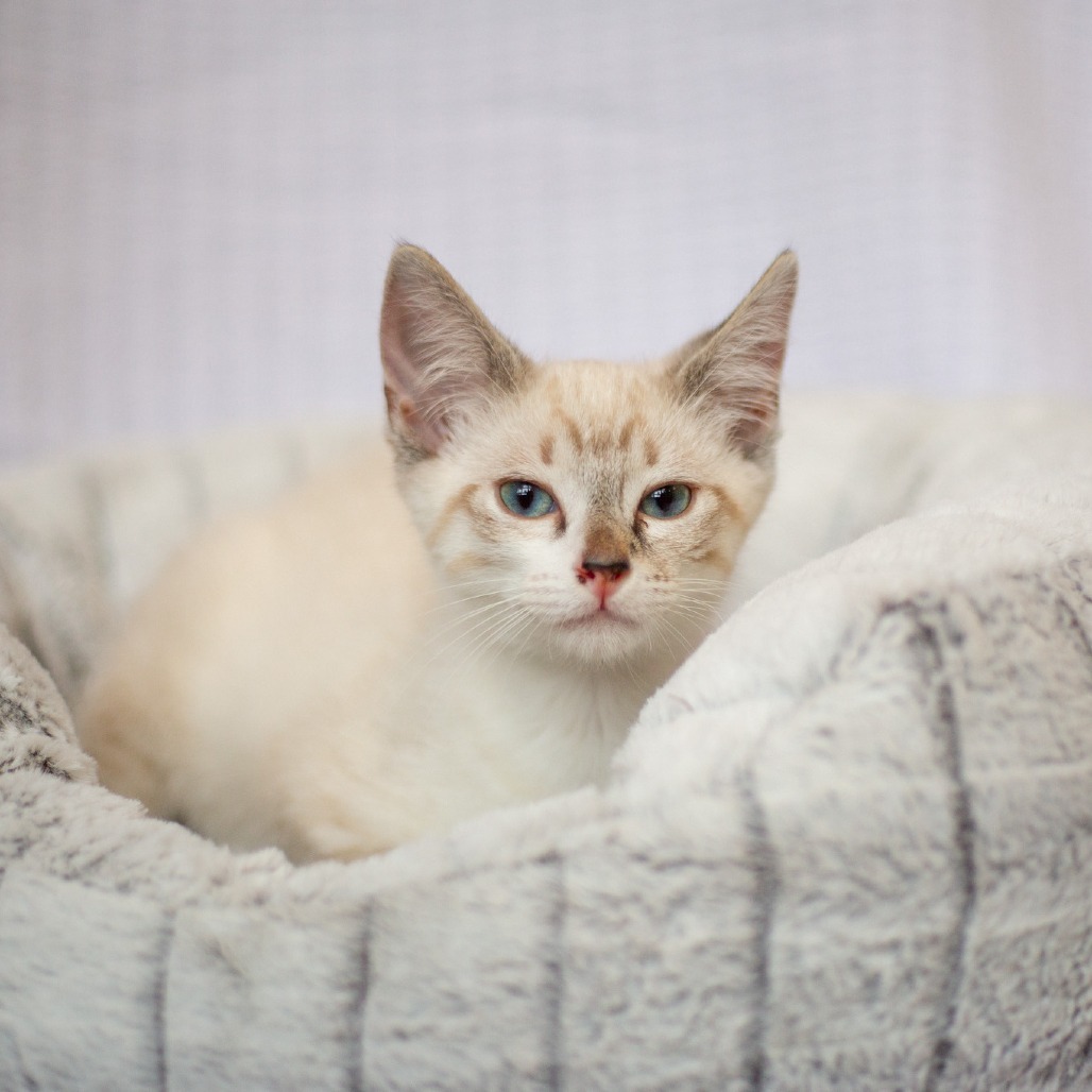 George, an adoptable Domestic Short Hair, Siamese in Kailua Kona, HI, 96740 | Photo Image 2
