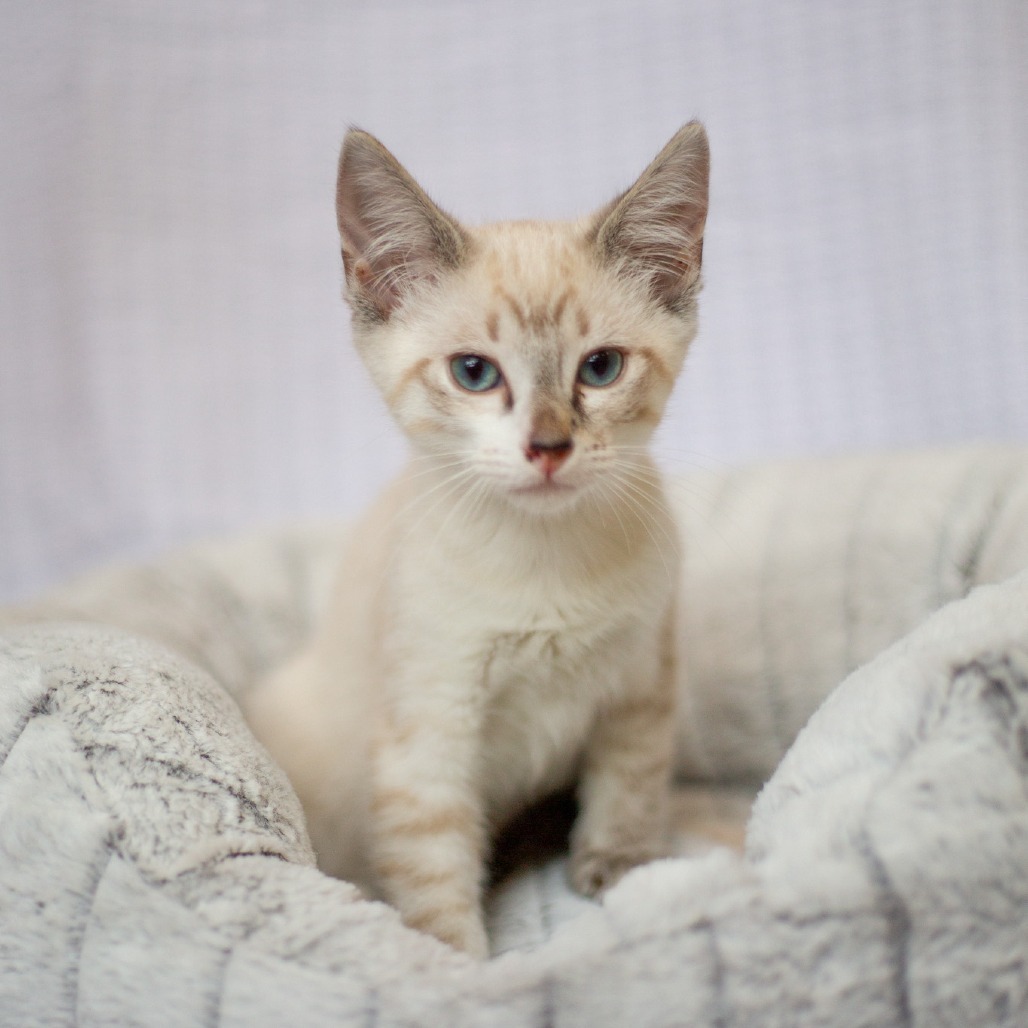George, an adoptable Domestic Short Hair, Siamese in Kailua Kona, HI, 96740 | Photo Image 3