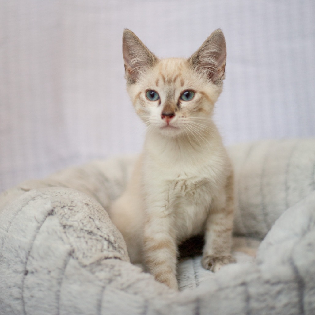 George, an adoptable Domestic Short Hair, Siamese in Kailua Kona, HI, 96740 | Photo Image 4