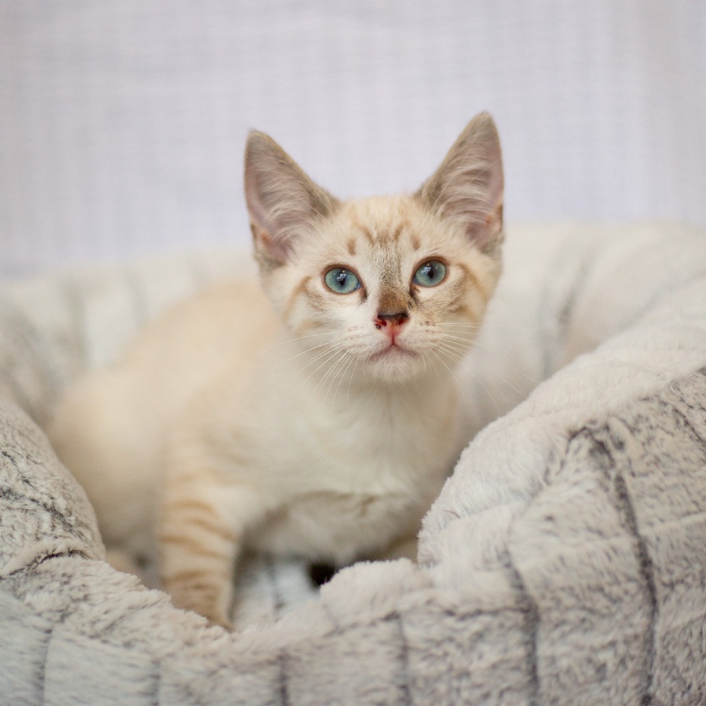 George, an adoptable Domestic Short Hair, Siamese in Kailua Kona, HI, 96740 | Photo Image 5