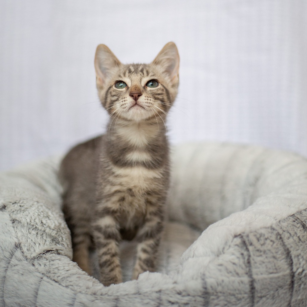 Neo, an adoptable Domestic Short Hair in Kailua Kona, HI, 96740 | Photo Image 1
