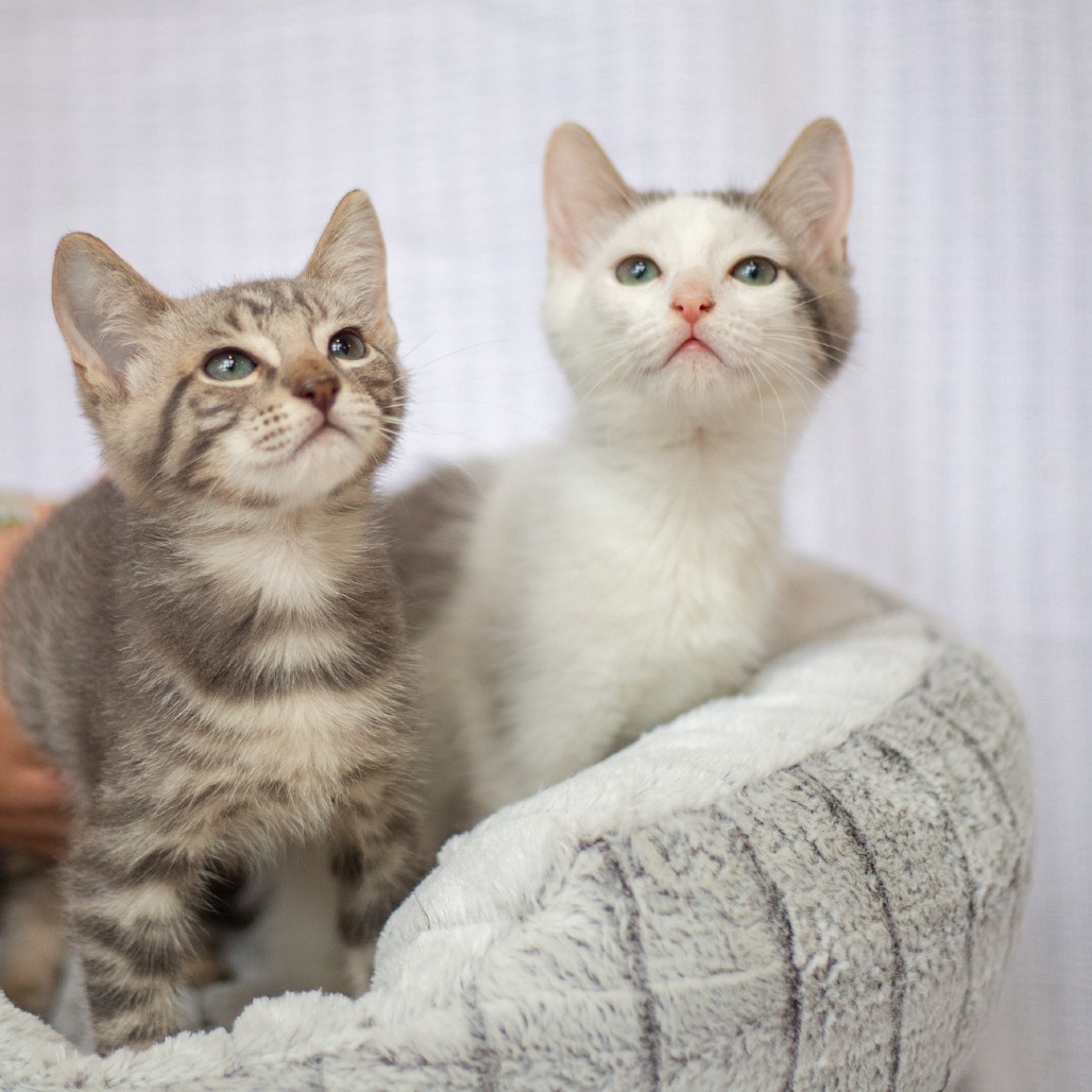 Neo, an adoptable Domestic Short Hair in Kailua Kona, HI, 96740 | Photo Image 2