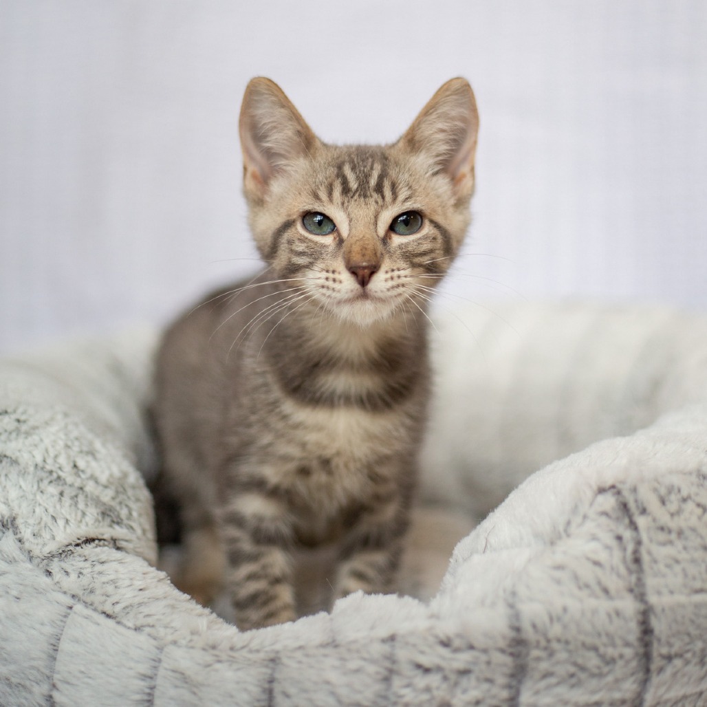 Neo, an adoptable Domestic Short Hair in Kailua Kona, HI, 96740 | Photo Image 3
