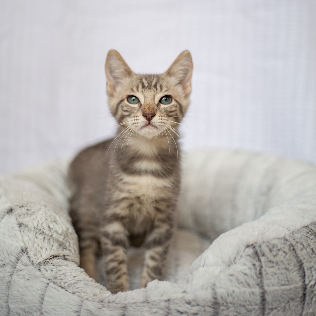 Neo, an adoptable Domestic Short Hair in Kailua Kona, HI, 96740 | Photo Image 4
