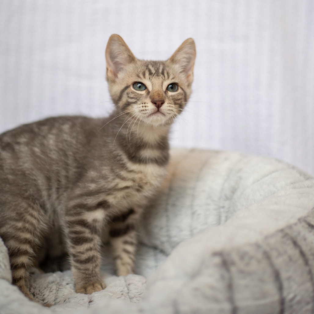 Neo, an adoptable Domestic Short Hair in Kailua Kona, HI, 96740 | Photo Image 5