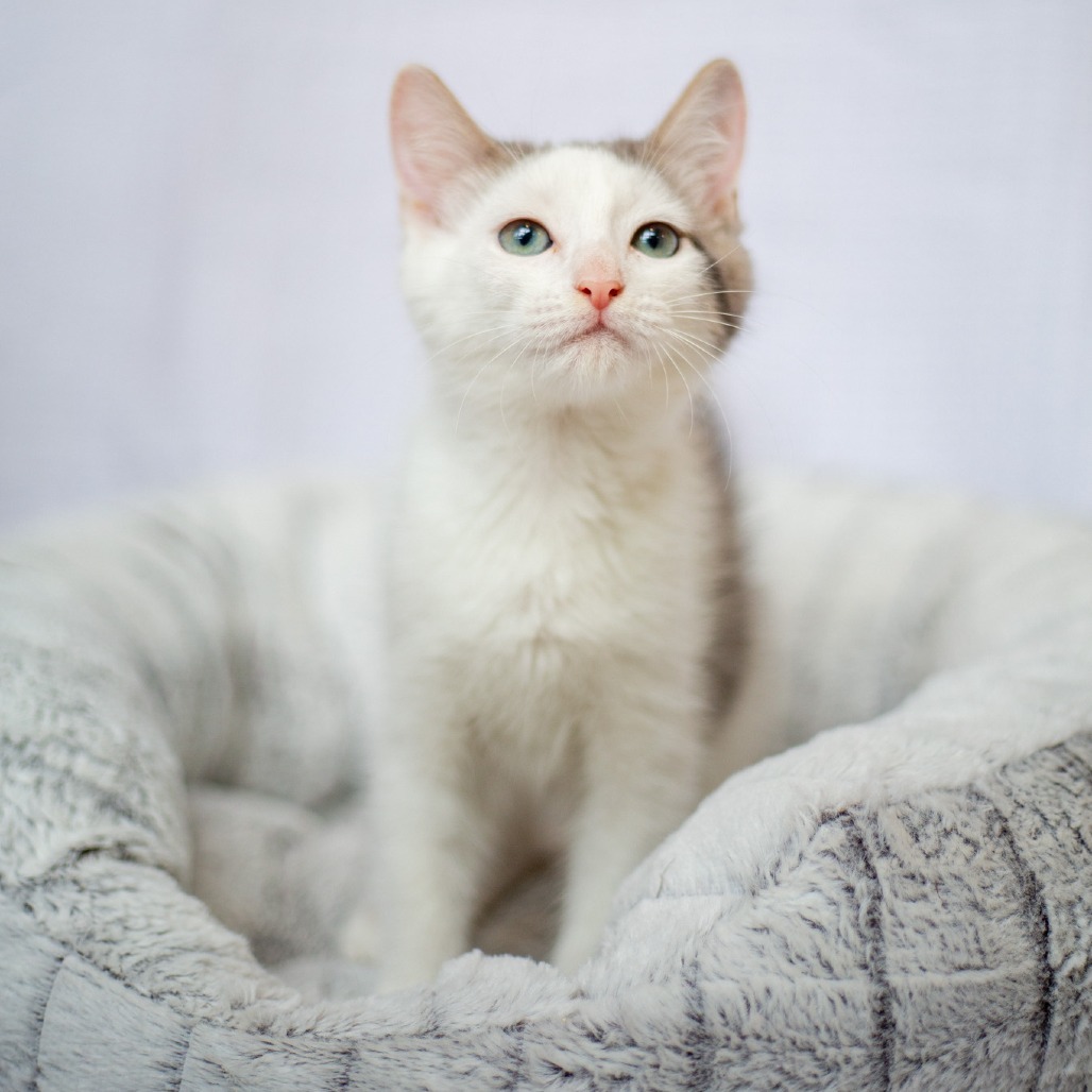 Morpheus, an adoptable Domestic Short Hair in Kailua Kona, HI, 96740 | Photo Image 1
