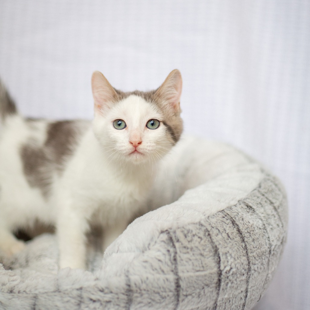 Morpheus, an adoptable Domestic Short Hair in Kailua Kona, HI, 96740 | Photo Image 2