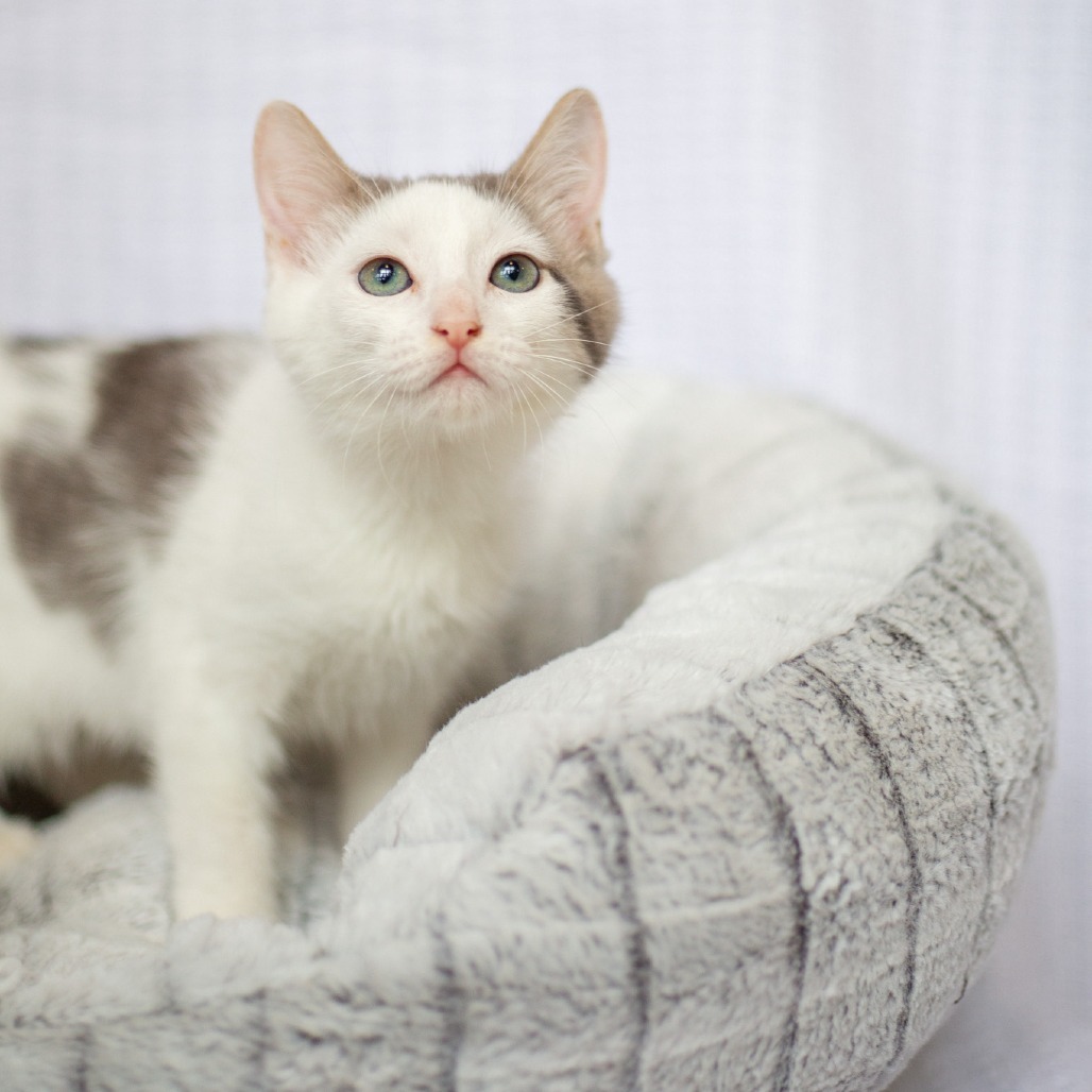 Morpheus, an adoptable Domestic Short Hair in Kailua Kona, HI, 96740 | Photo Image 3