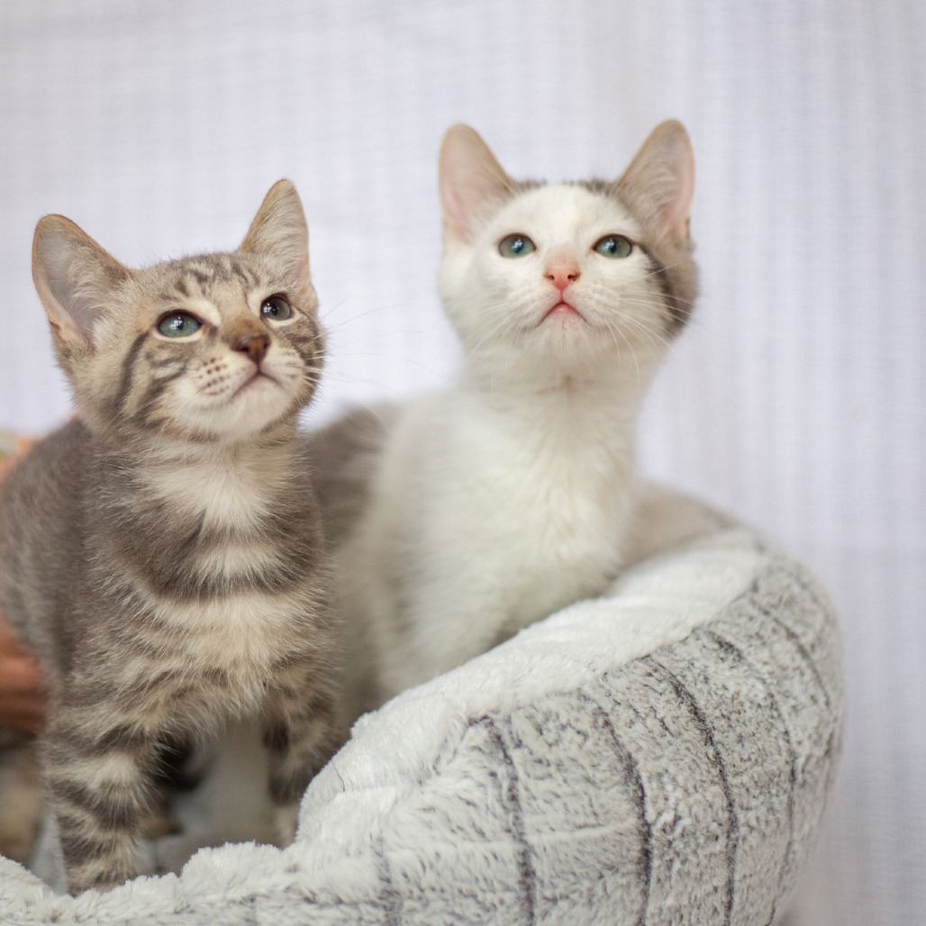 Morpheus, an adoptable Domestic Short Hair in Kailua Kona, HI, 96740 | Photo Image 4