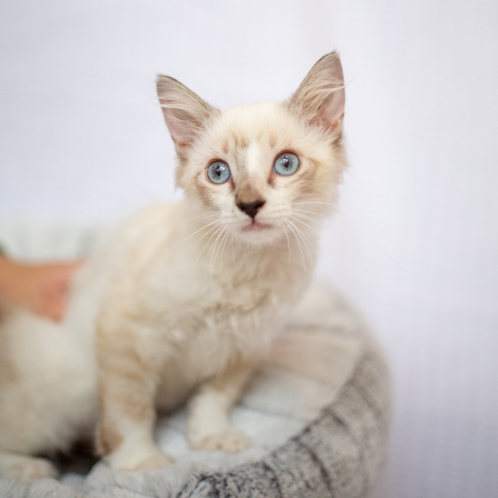 Izzie, an adoptable Domestic Long Hair, Siamese in Kailua Kona, HI, 96740 | Photo Image 1