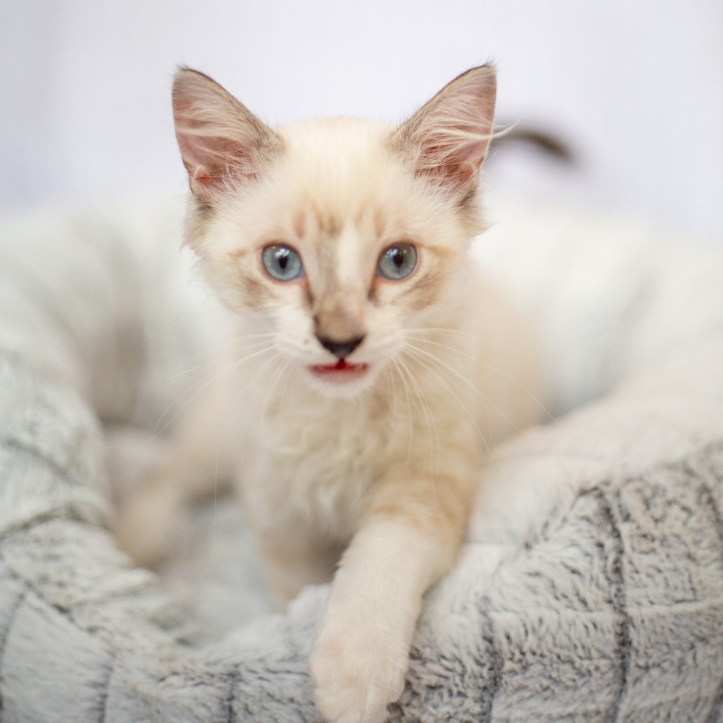 Izzie, an adoptable Domestic Long Hair, Siamese in Kailua Kona, HI, 96740 | Photo Image 2
