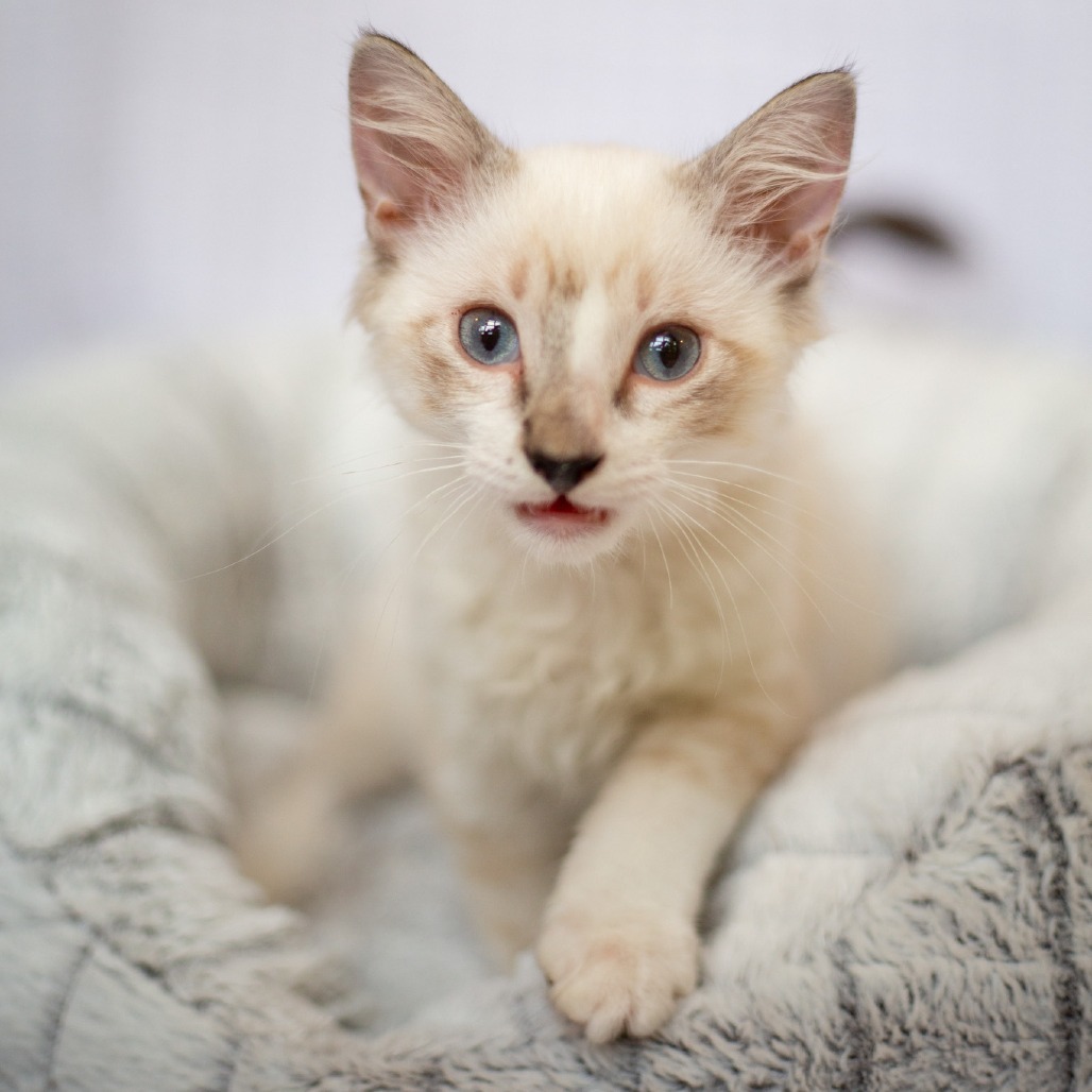 Izzie, an adoptable Domestic Long Hair, Siamese in Kailua Kona, HI, 96740 | Photo Image 3