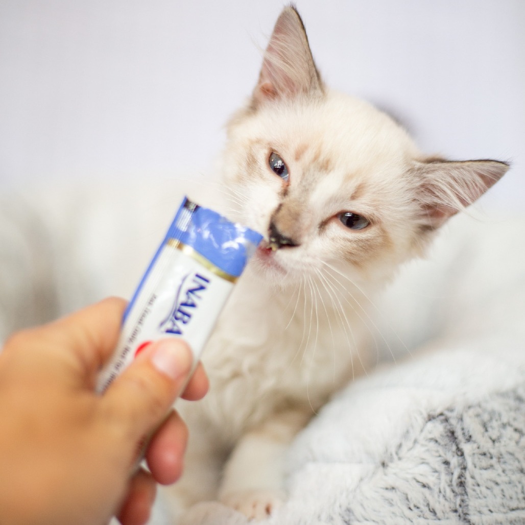 Izzie, an adoptable Domestic Long Hair, Siamese in Kailua Kona, HI, 96740 | Photo Image 4