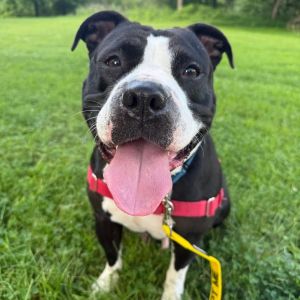Jeanie, Adult Female Mixed Breed