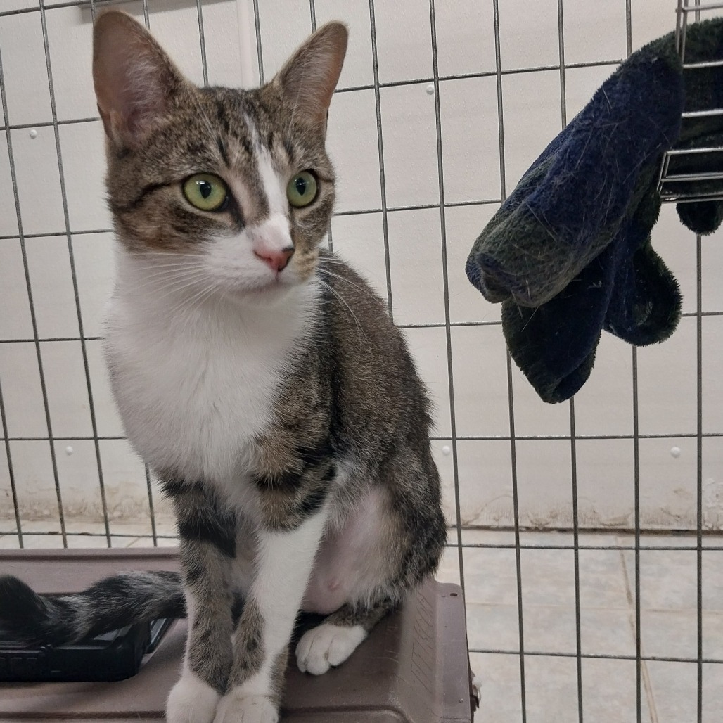 Elvira (Horseheads PetSmart)