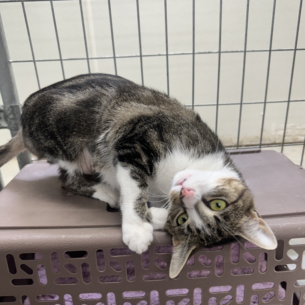 Elvira (Horseheads PetSmart)