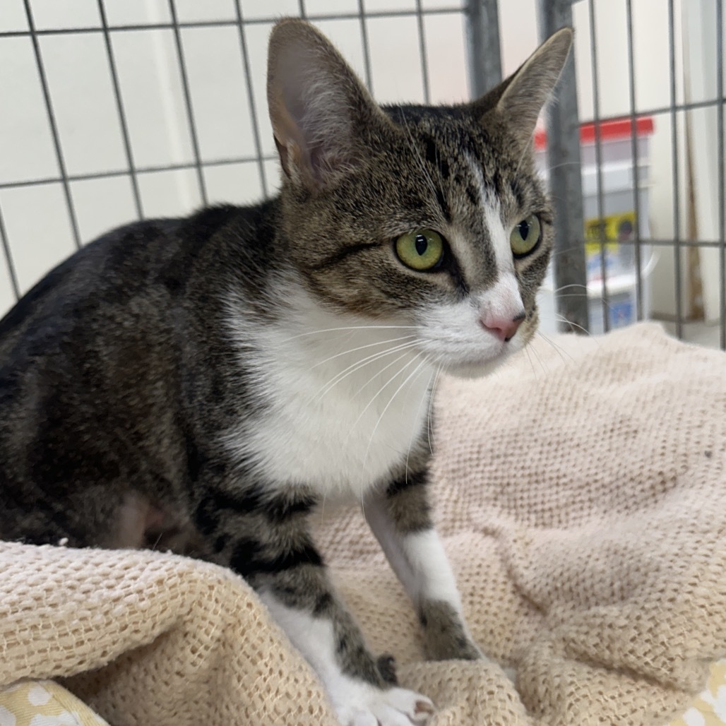 Elvira (Horseheads PetSmart)