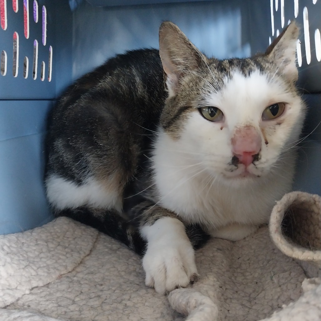 Aditi (Vestal PetSmart)