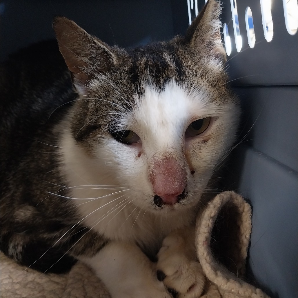 Aditi (Vestal PetSmart)