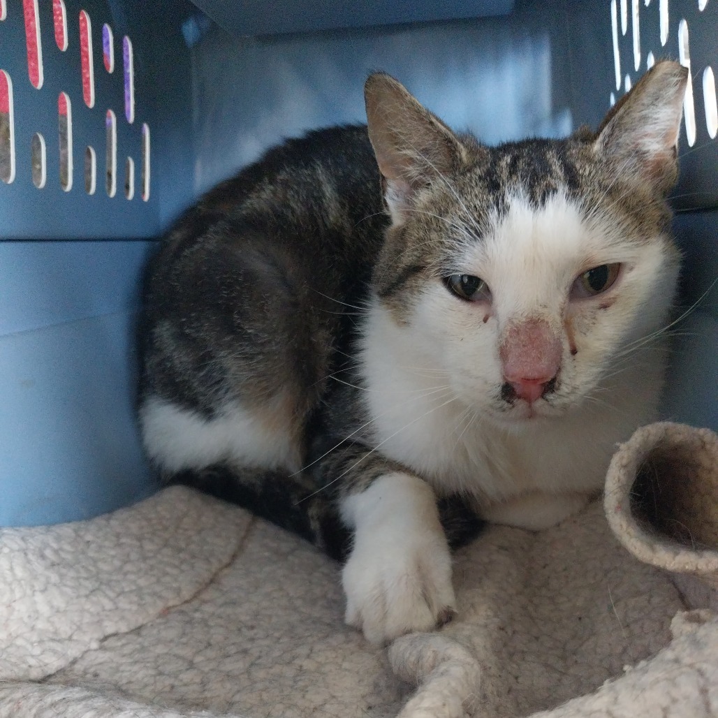 Aditi (Vestal PetSmart)