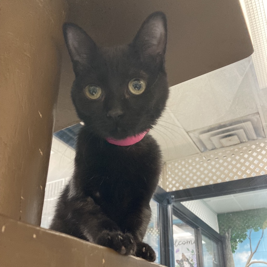 Salem