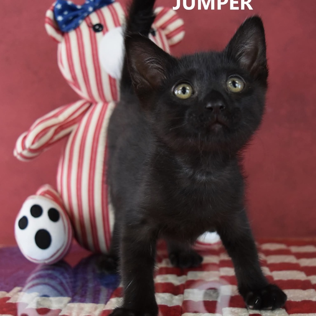 Jumper, an adoptable Domestic Short Hair in Yuma, AZ, 85365 | Photo Image 1