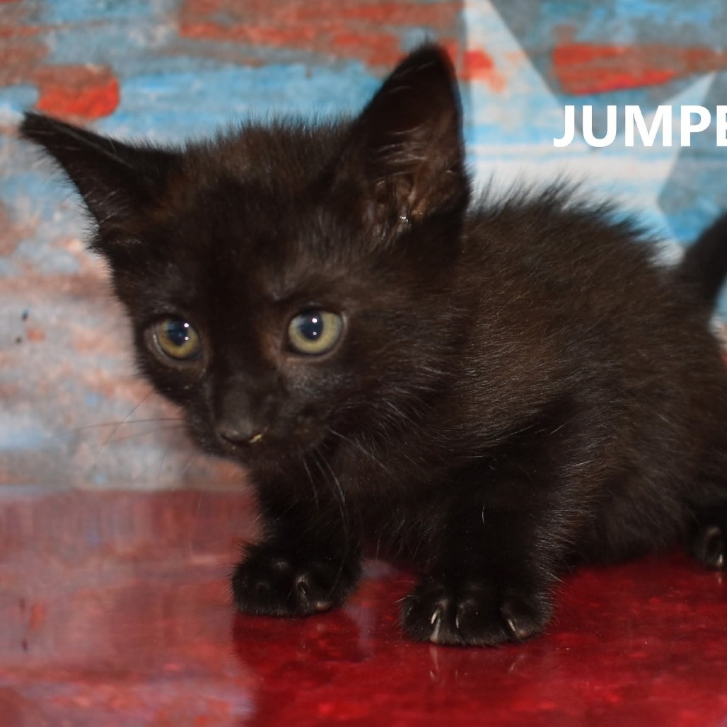 Jumper, an adoptable Domestic Short Hair in Yuma, AZ, 85365 | Photo Image 2