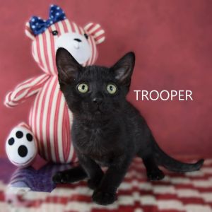 Trooper, Baby Male Domestic Short Hair