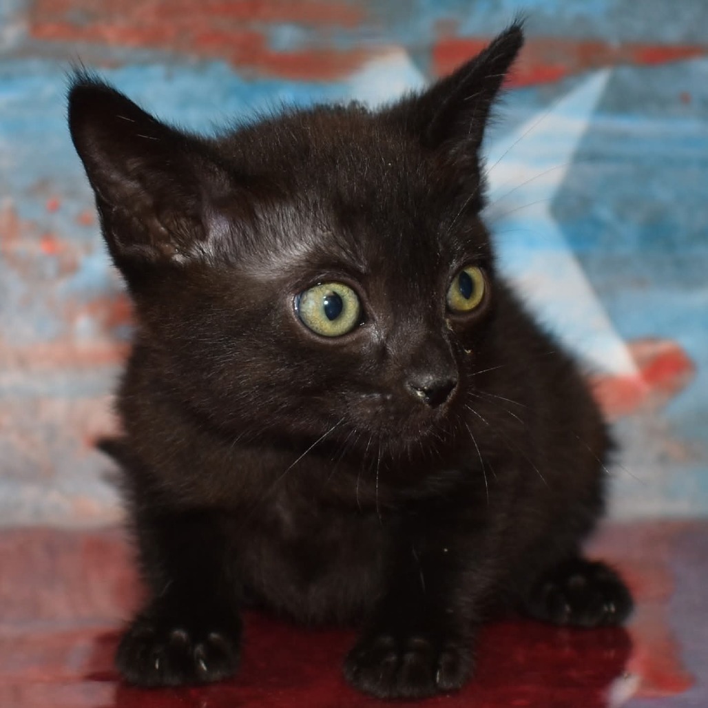 Trooper, an adoptable Domestic Short Hair in Yuma, AZ, 85365 | Photo Image 2