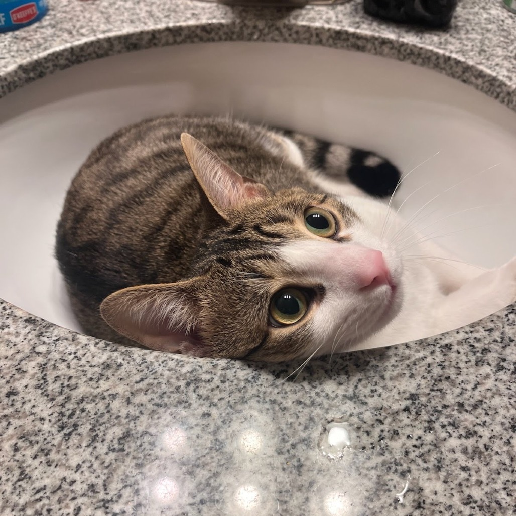 Harvey