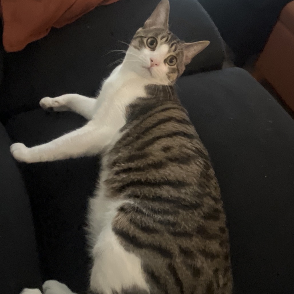 Harvey