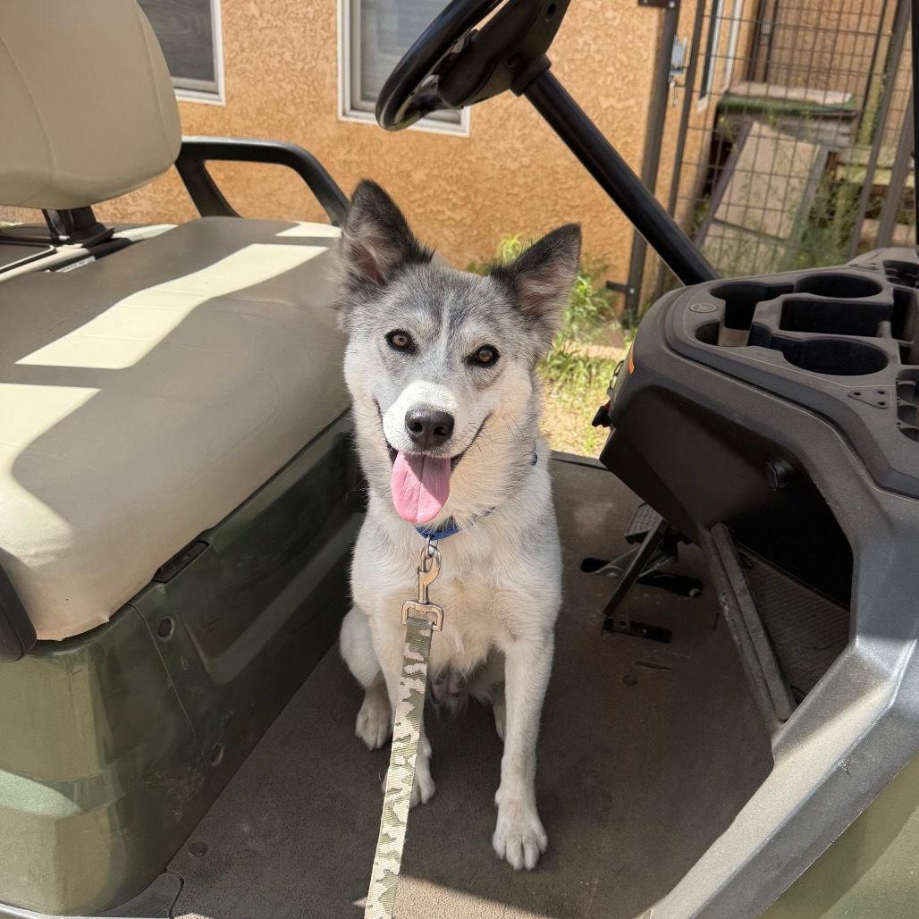 Stella