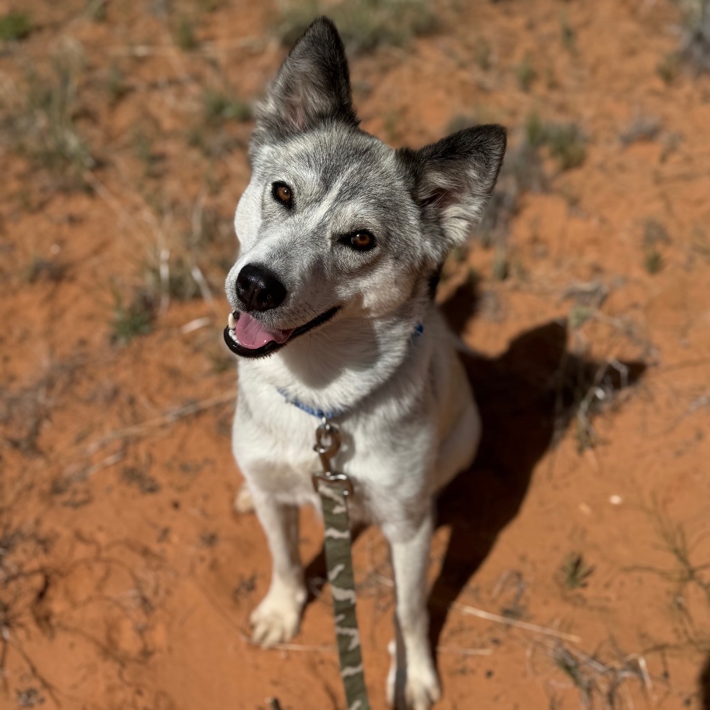 Stella