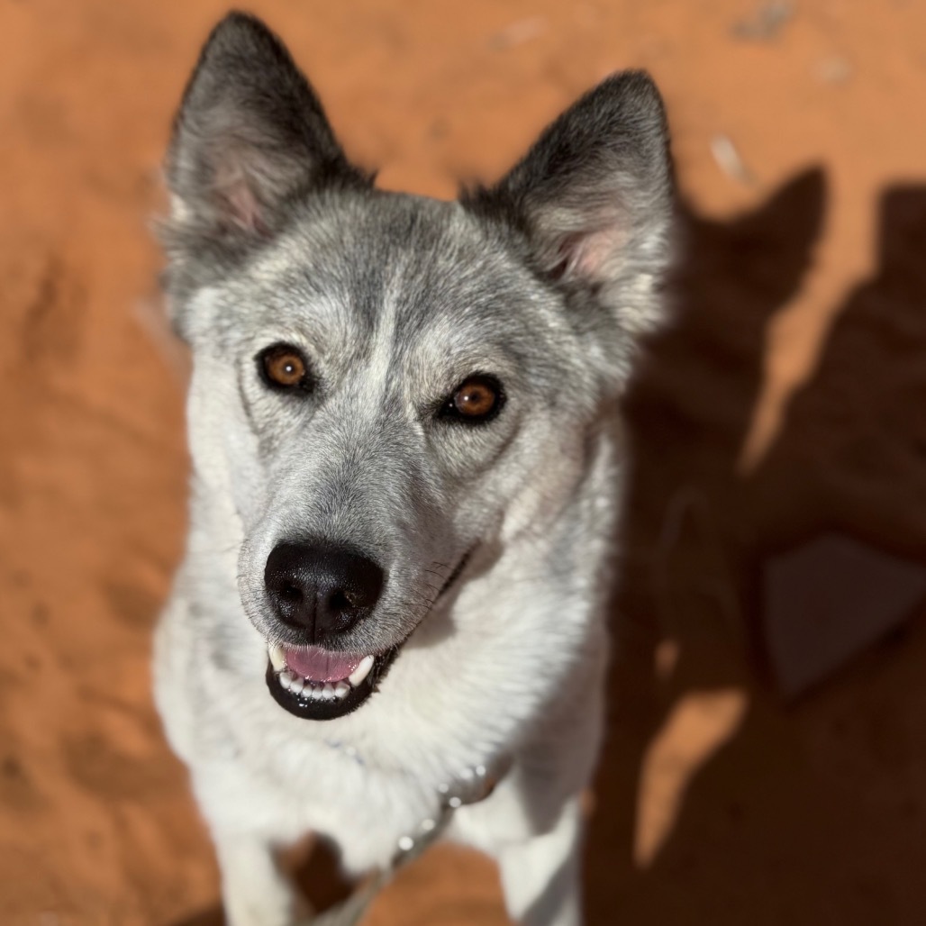 Stella
