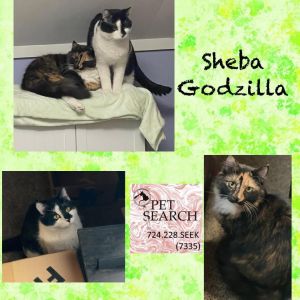 Sheba, Adult Female Domestic Short Hair