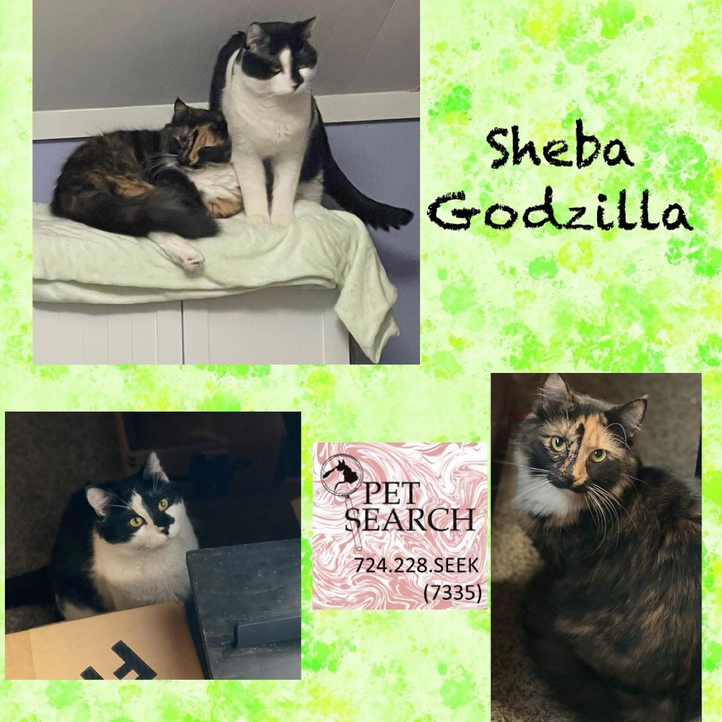 Sheba