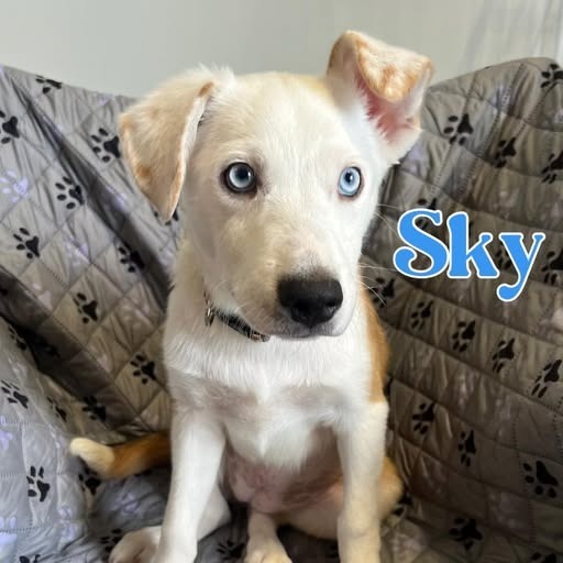 Sky