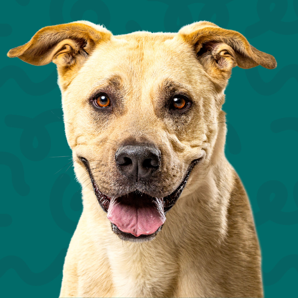 Chico