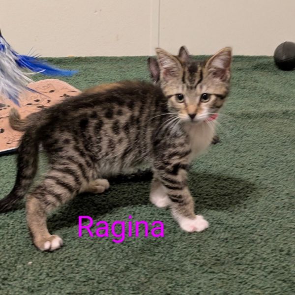 Regina thumbnail 1