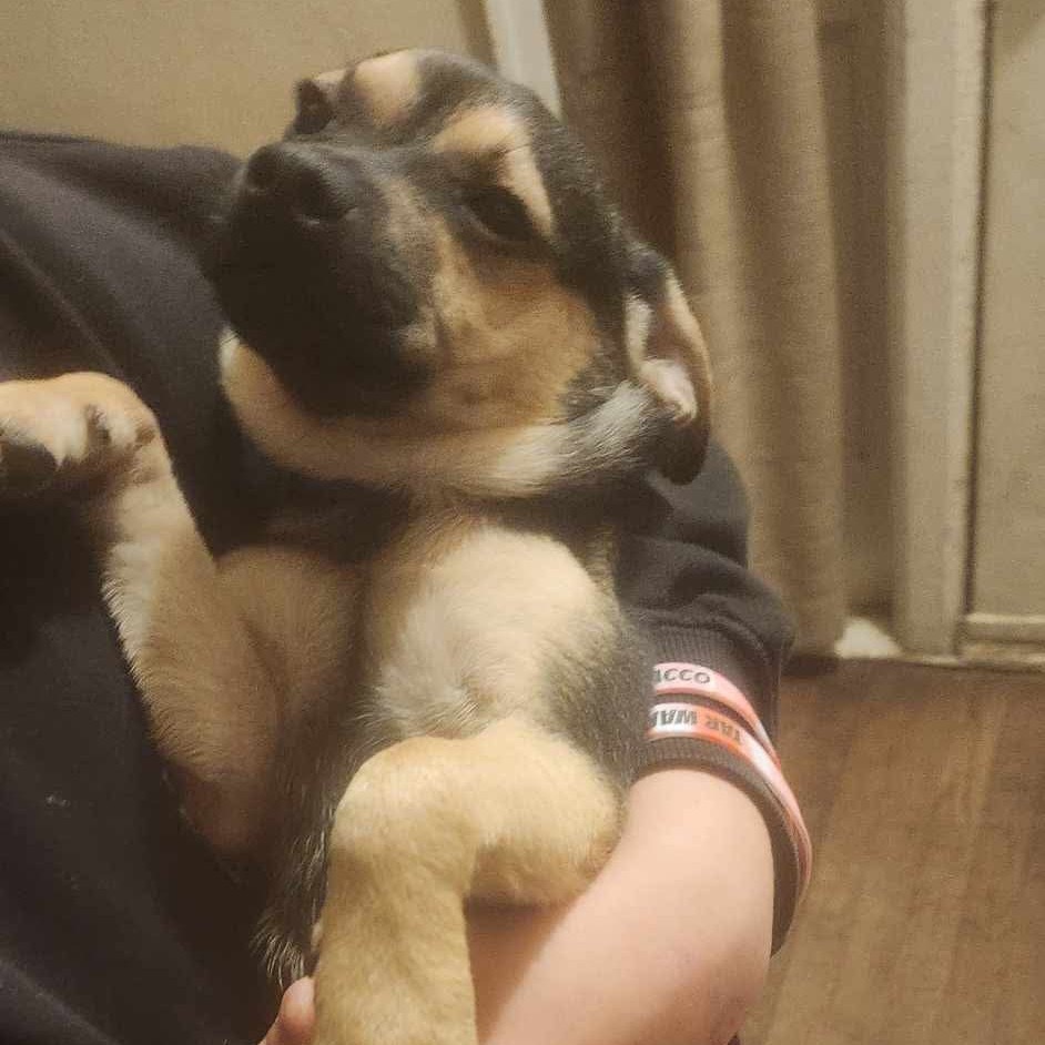 Boris