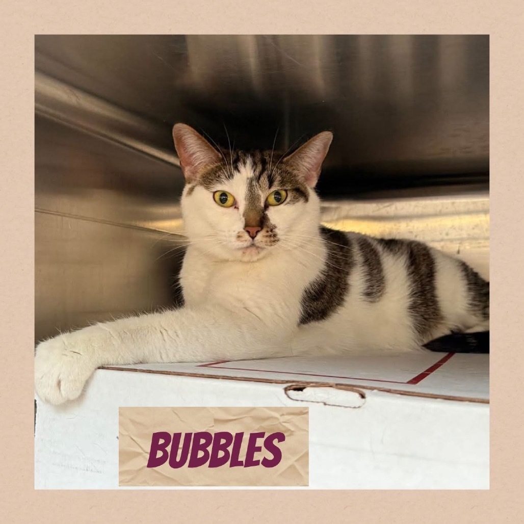 Bubbles