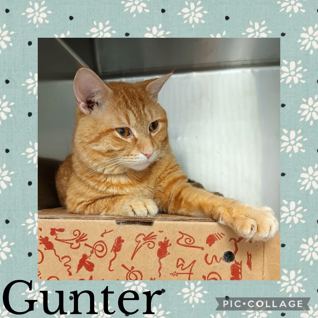 Gunter