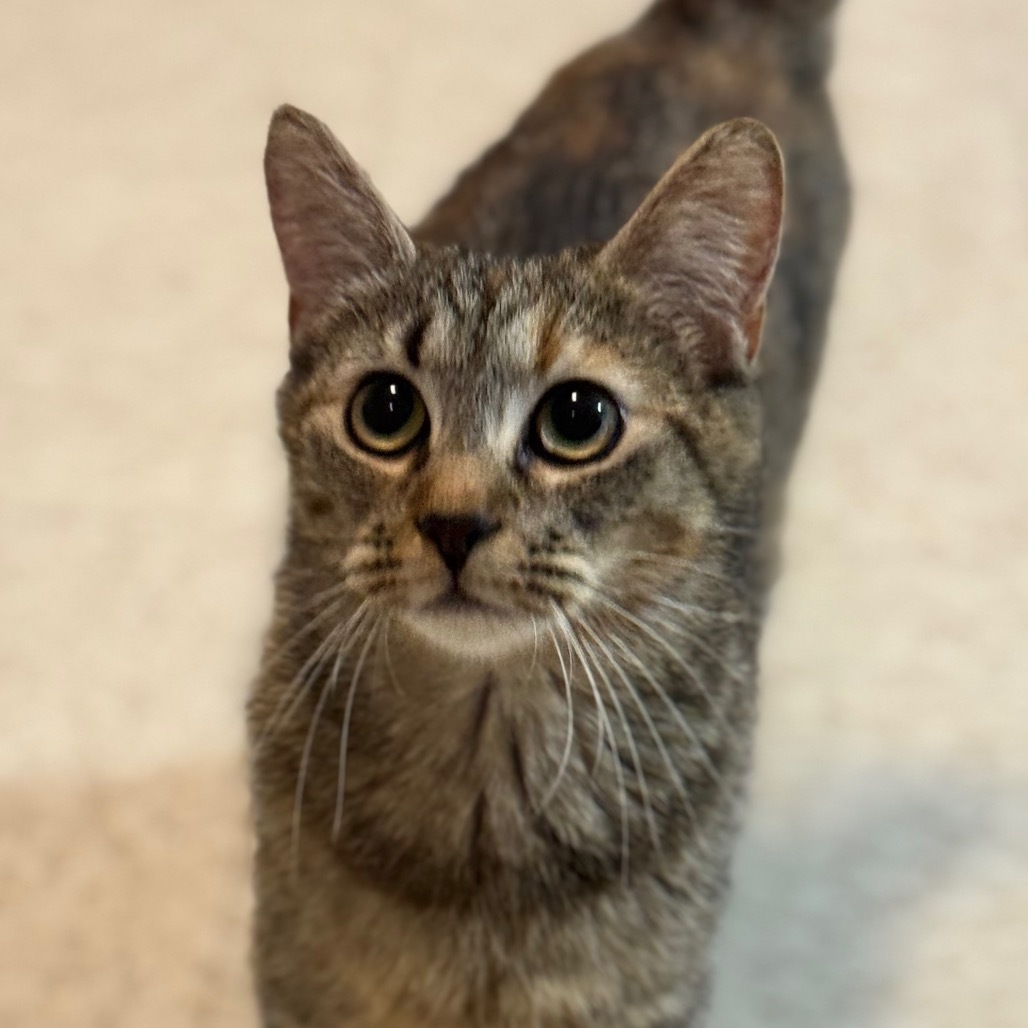 Tavi