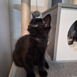 Ernie, Baby Female Domestic Short Hair