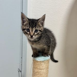 Dallas, Baby Male Domestic Short Hair