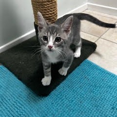 Benedict AKA Bennet is the most playful energetic and affectionate kitten He 