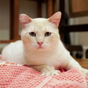 Butters is an adorable and loving cat who just wants to be someones best friend